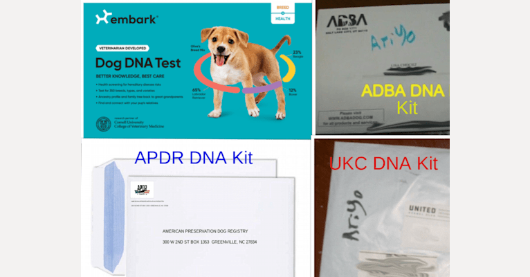 Embark Dog DNA Test Breed