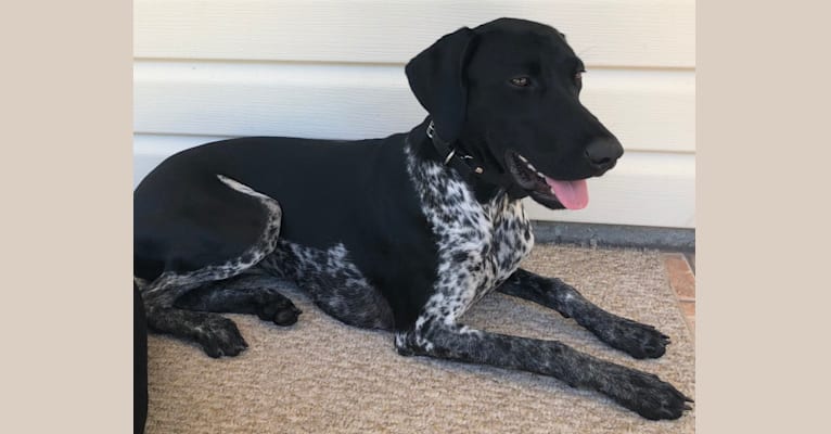 Photo of Lillie, a German Shorthaired Pointer  in Eustis, FL, USA