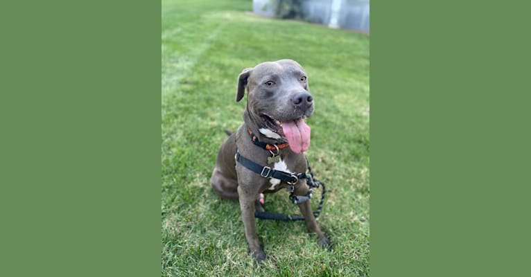 Obi, an American Pit Bull Terrier (11.4% unresolved) tested with EmbarkVet.com