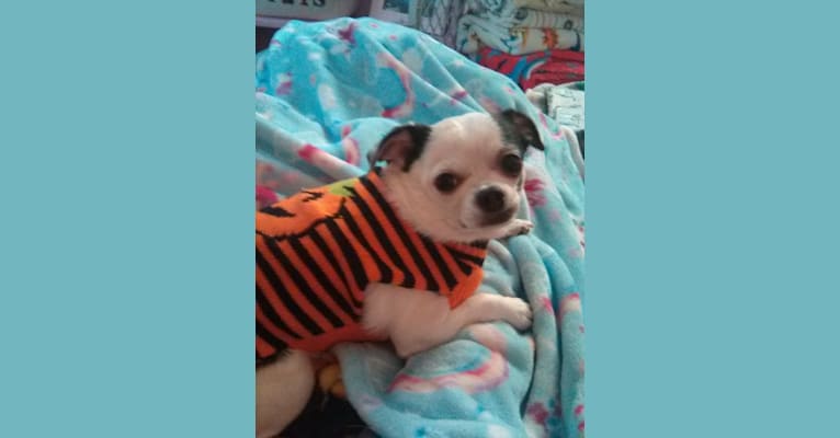 Elvis, a Chihuahua tested with EmbarkVet.com