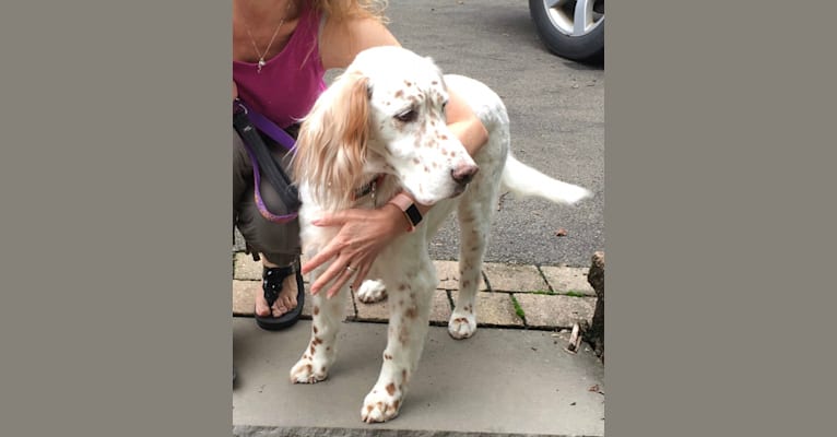 Photo of Lacey, an English Setter  in Maryland, USA