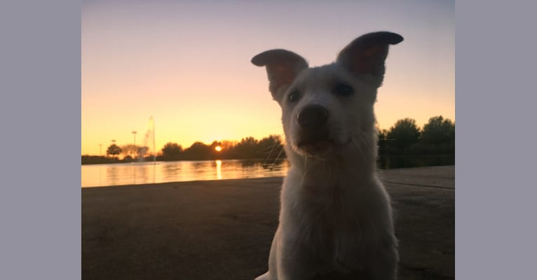 Indy, a Carolina Dog tested with EmbarkVet.com