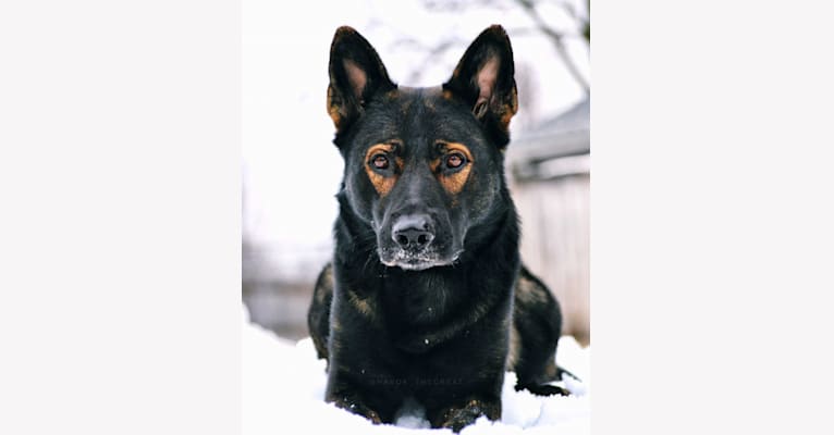 Havok, a German Shepherd Dog tested with EmbarkVet.com