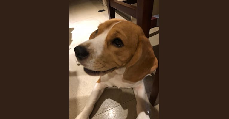 Embark Dog DNA Test Breed