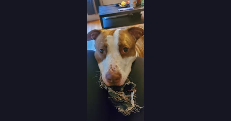 Moose, an American Pit Bull Terrier and American Bulldog mix tested with EmbarkVet.com