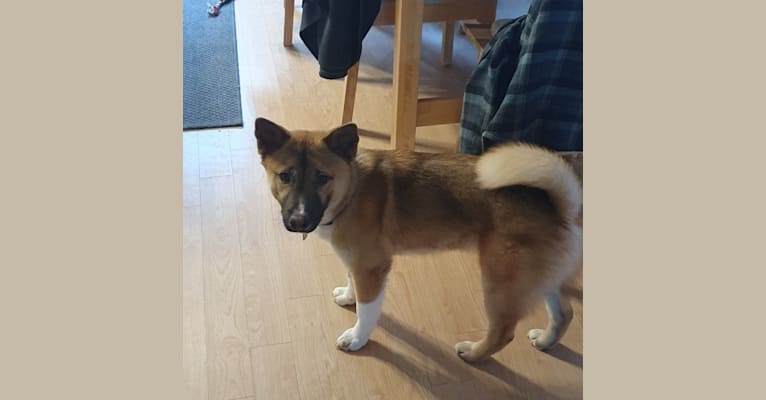 Frodo, a Japanese or Korean Village Dog tested with EmbarkVet.com