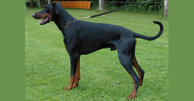 Benny, a Doberman Pinscher tested with EmbarkVet.com