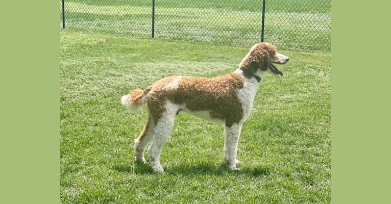 Photo of Preston, a Poodle (Standard) 