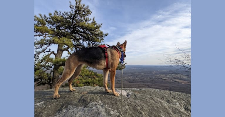 Photo of Lyra, a German Shepherd Dog  in Manville, New Jersey, USA