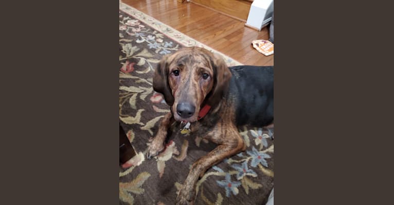 Copper, a Plott and Treeing Walker Coonhound mix tested with EmbarkVet.com