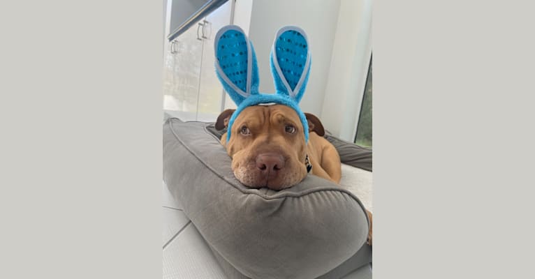 Oscar, an American Pit Bull Terrier and German Shepherd Dog mix tested with EmbarkVet.com