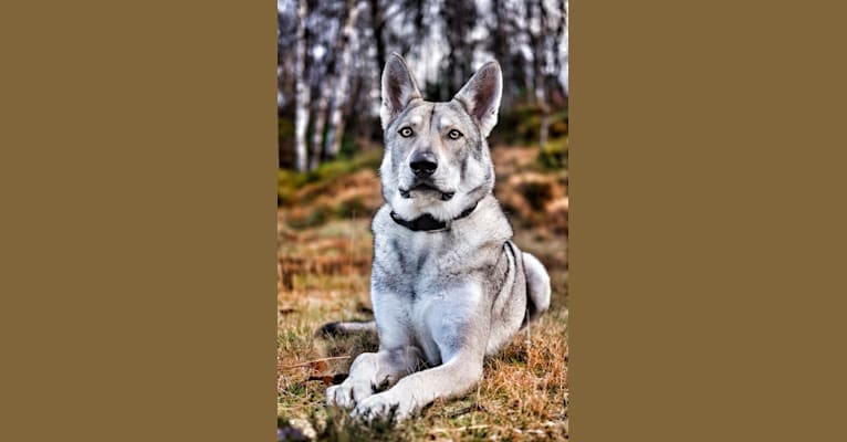 Varg, a Saarloos Wolfdog tested with EmbarkVet.com