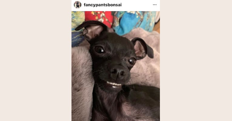 Bonsai, a Chihuahua and American Eskimo Dog mix tested with EmbarkVet.com