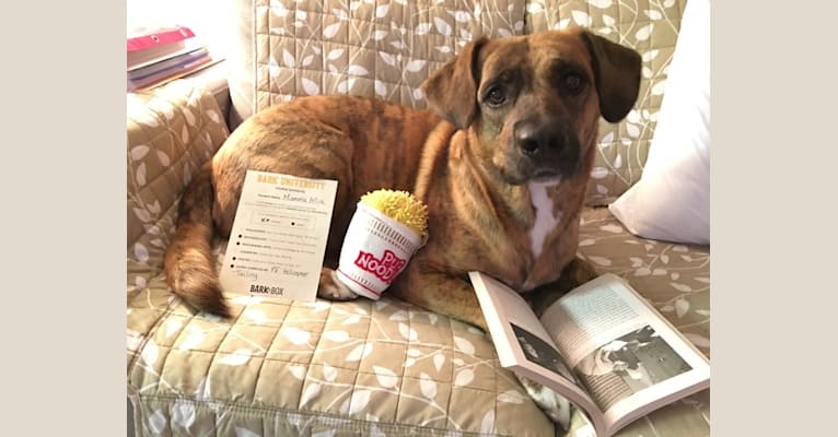 Mamma Mia, a Staffordshire Terrier and Golden Retriever mix tested with EmbarkVet.com