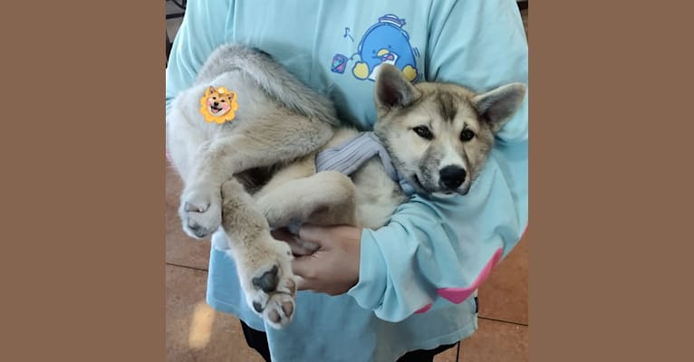 Zima, a Siberian Husky and German Shepherd Dog mix tested with EmbarkVet.com