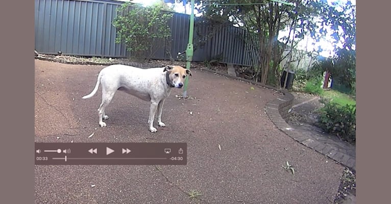 Freya, an Australian Cattle Dog and Koolie mix tested with EmbarkVet.com