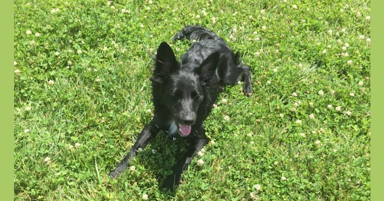 Tyjo, a Russell-type Terrier and Chihuahua mix tested with EmbarkVet.com