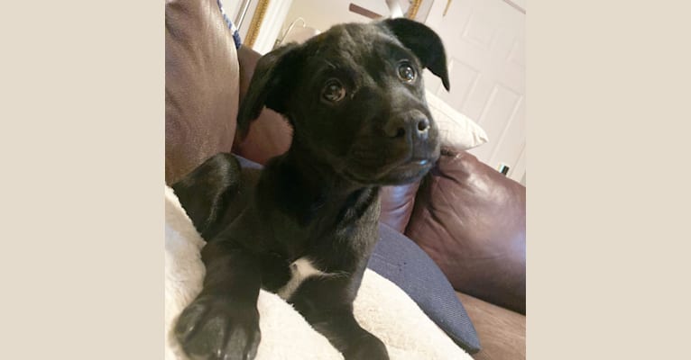 Photo of Brambles DePue, an American Pit Bull Terrier, Labrador Retriever, Siberian Husky, Rottweiler, and Mixed mix in Georgia, USA
