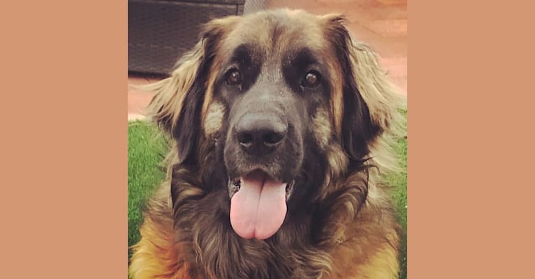 Photo of Sally, a Leonberger  in Las Vegas, Nevada, USA