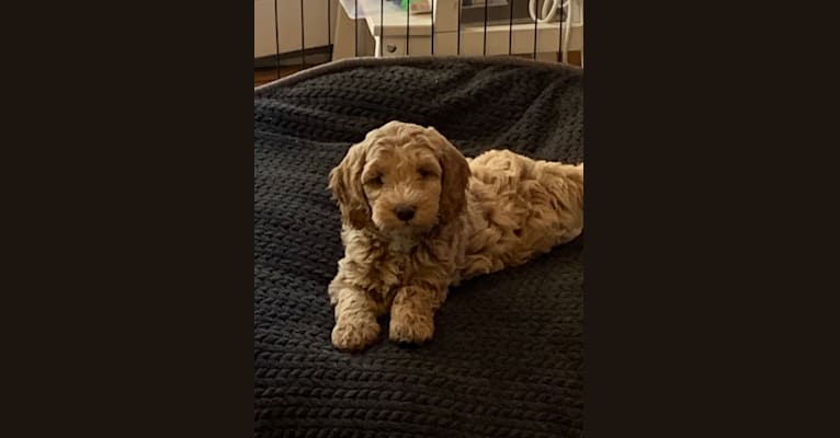 Photo of Bogey, a Poodle (Small), Poodle (Standard), and Cocker Spaniel mix