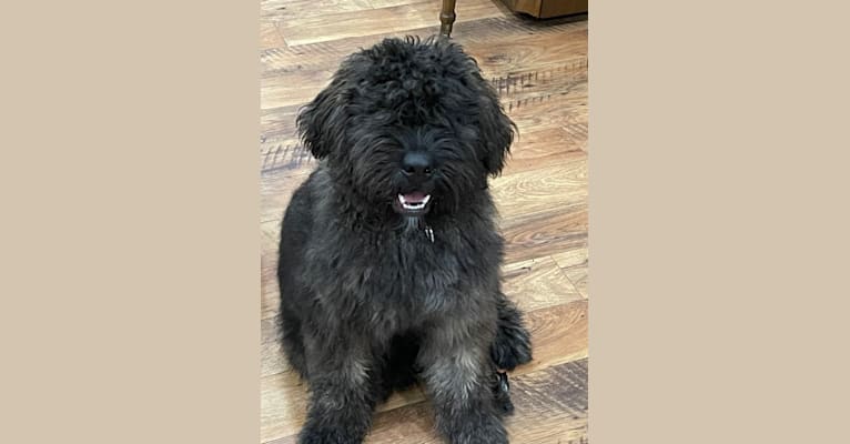 Georgi, a Bouvier des Flandres tested with EmbarkVet.com