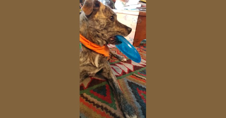 Roadie, a Labrador Retriever and Rottweiler mix tested with EmbarkVet.com