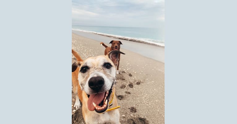 Flo, an American Pit Bull Terrier and Labrador Retriever mix tested with EmbarkVet.com