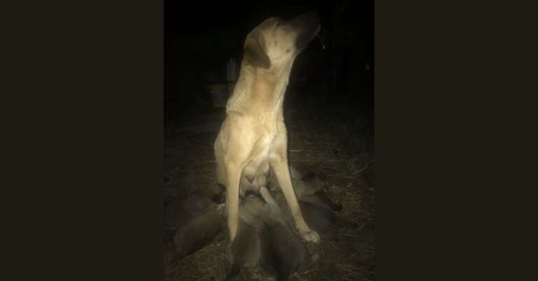 Photo of Fisher, an Anatolian Shepherd Dog  in South Carolina, USA
