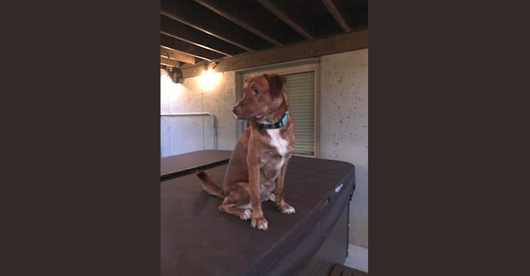 Hickory, a Labrador Retriever and Beagle mix tested with EmbarkVet.com