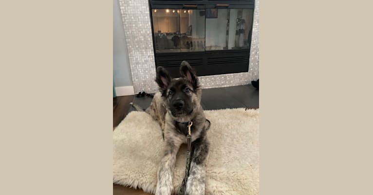 Beowulf, an Alaskan Malamute and German Shepherd Dog mix tested with EmbarkVet.com