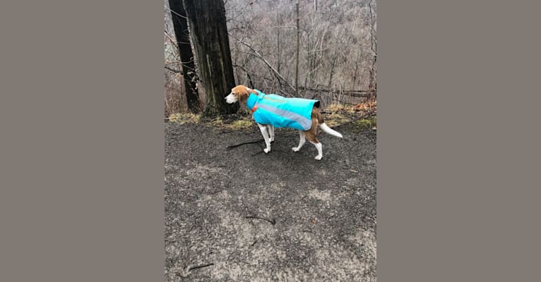 Celia, an American Foxhound tested with EmbarkVet.com