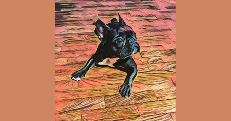Gianna, a French Bulldog tested with EmbarkVet.com
