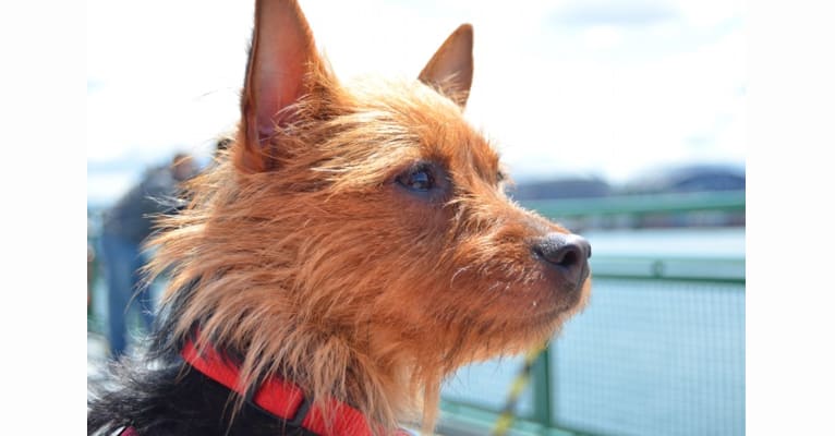 Winnie, an Australian Terrier tested with EmbarkVet.com