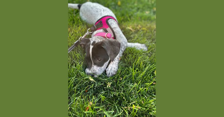 Opal, an American Pit Bull Terrier and German Shorthaired Pointer mix tested with EmbarkVet.com