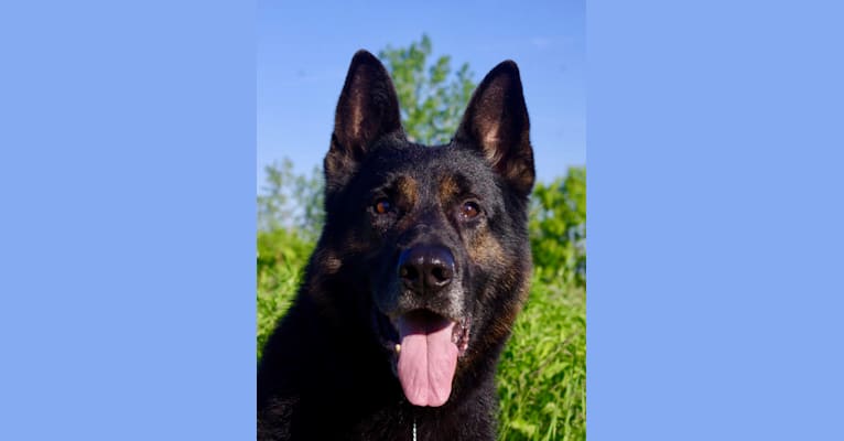 Blue, a German Shepherd Dog tested with EmbarkVet.com