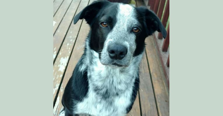 Jet 12th McNabb, a Border Collie and Australian Cattle Dog mix tested with EmbarkVet.com