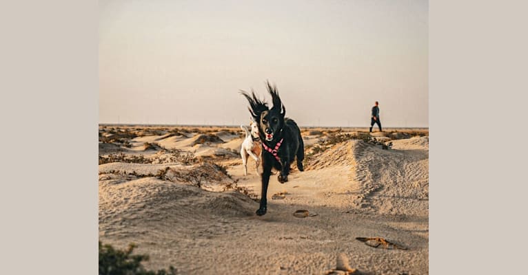 Stella, an Arabian Village Dog tested with EmbarkVet.com