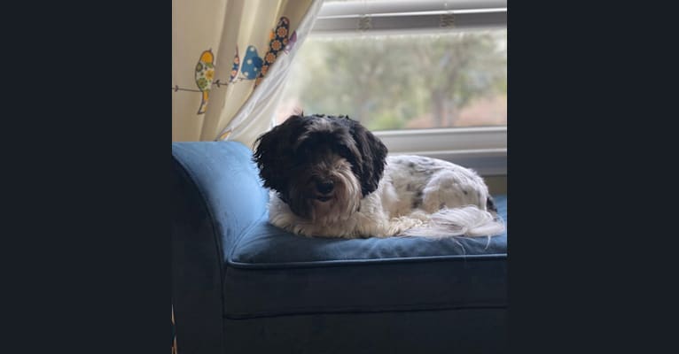 Photo of Ossy, a Havanese  in Jacksonville, Florida, USA