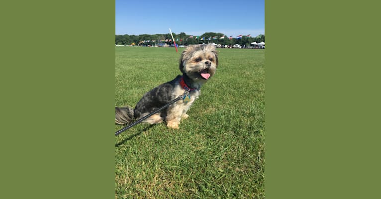 Chuie, a Shih Tzu and Yorkshire Terrier mix tested with EmbarkVet.com