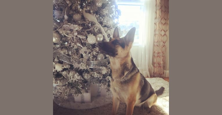 Photo of Mishka, a German Shepherd Dog  in Burlington, New Jersey, USA