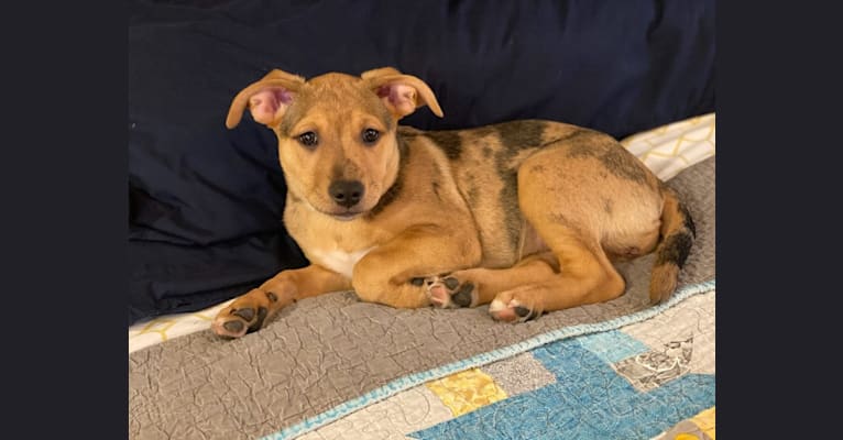 Gigi, an American Pit Bull Terrier and Australian Shepherd mix tested with EmbarkVet.com