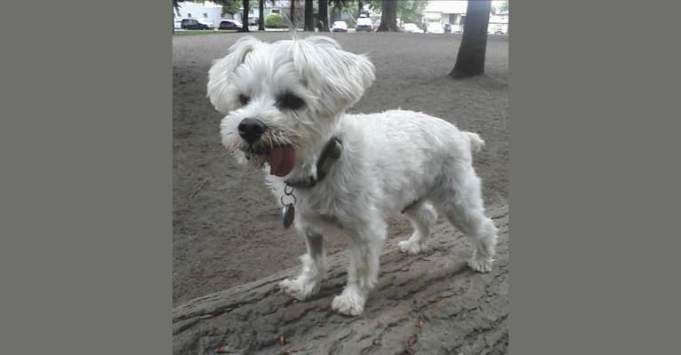 Photo of Peanut, a Miniature Schnauzer and Scottish Terrier mix in Los Angeles, California, USA