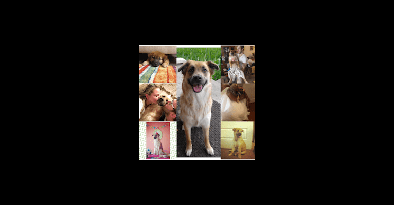 Photo of Princess Olivia Jane, a Siberian Husky, Chow Chow, Labrador Retriever, German Shepherd Dog, American Pit Bull Terrier, and Mixed mix in Texas, USA