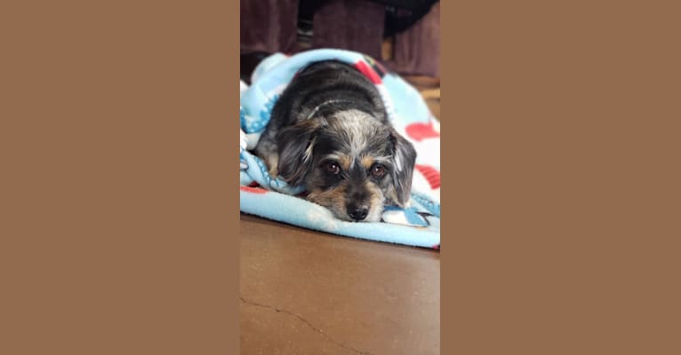 Photo of Gracie, a Chihuahua, Dachshund, Poodle (Small), Cocker Spaniel, and Mixed mix in Lake Charles, Louisiana, USA