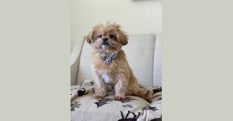 Buddy, a Yorkshire Terrier and Shih Tzu mix tested with EmbarkVet.com