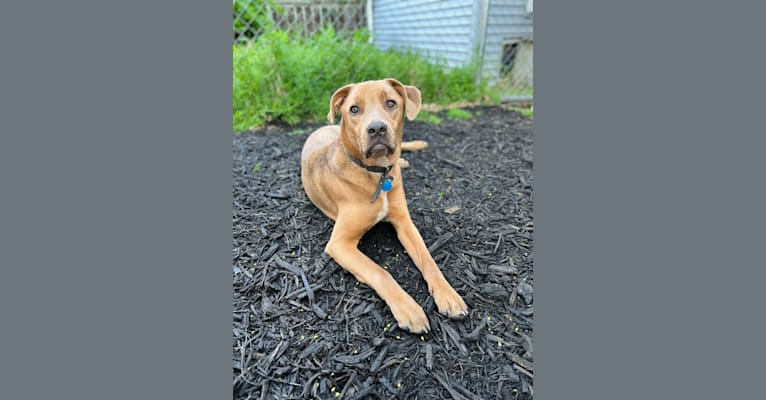 Arlo, an American Pit Bull Terrier and Cane Corso mix tested with EmbarkVet.com