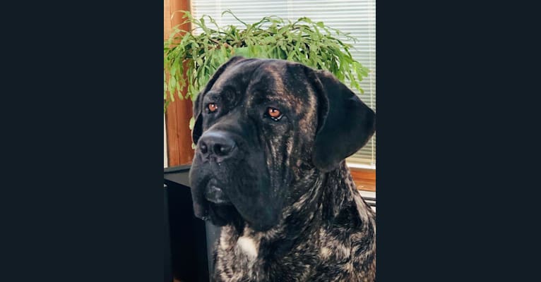 Embark Dog Dna Test Breed