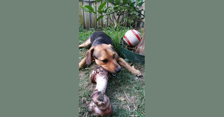 Bailey, a Beagle and Labrador Retriever mix tested with EmbarkVet.com