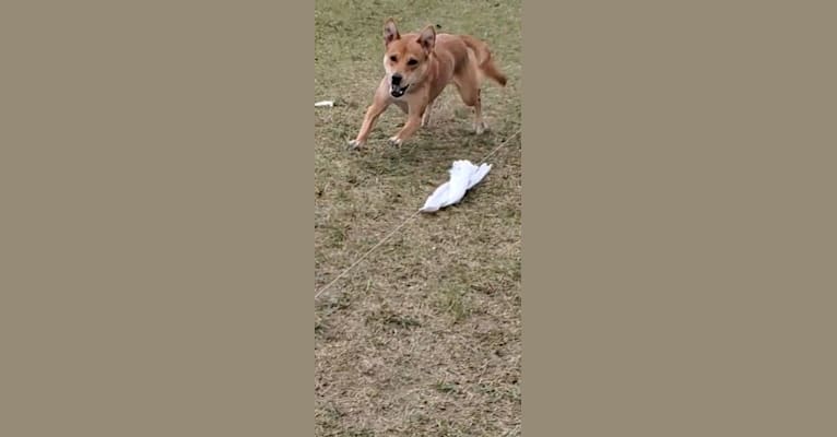 Tirzah, a Carolina Dog tested with EmbarkVet.com