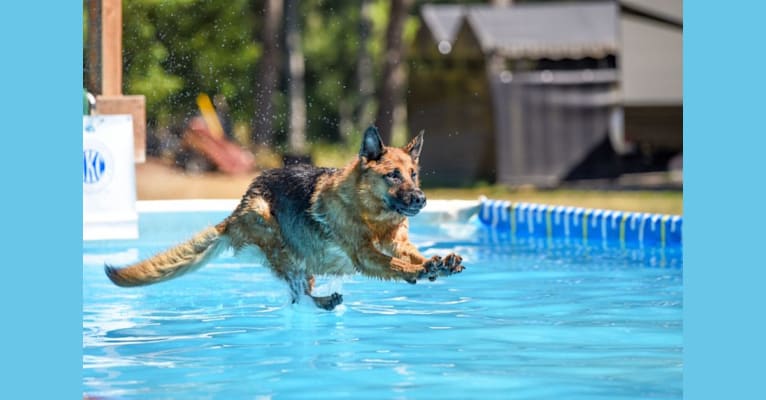 Aero, a German Shepherd Dog tested with EmbarkVet.com